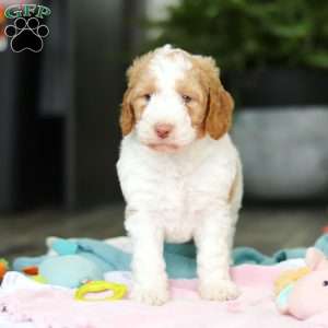 Benji, Mini Goldendoodle Puppy